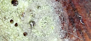 wood mushroom at microscope