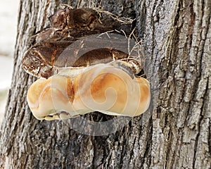 Wood Mushroom on tree photo