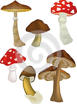 Wood mushrooms