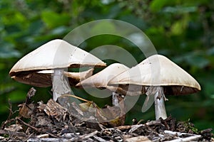 Wood mushrooms, Agaricus silvicola.