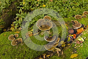 wood mushrooms close-up
