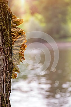 Wood mushrooms on a tree. On the right is blurred pond.