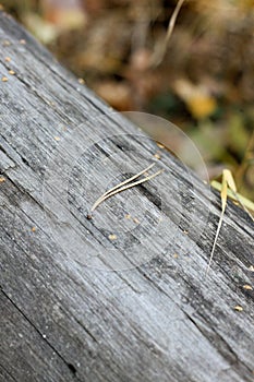 A wood needle