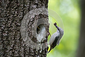 Wood nuthatch brought food for chicks in beak. Bird family takes care of nestlings and protects their nest in hollow of the oak