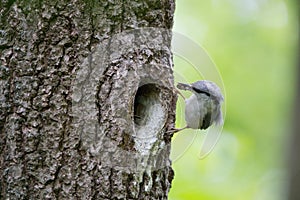 Wood nuthatch brought food for chicks in beak. Bird family takes care of nestlings and protects their nest in hollow of the oak