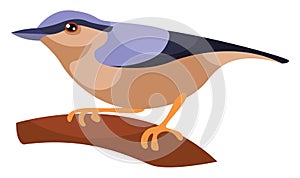 Wood nuthatch, illustration, vector