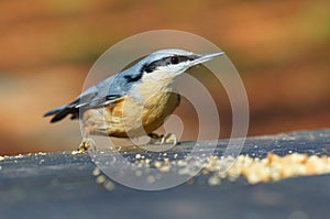 Wood Nuthatch Sitta europaea