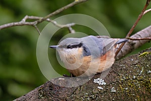 Wood Nuthatch - Sitta europaea, small beautiful perching bird from European forests and woodlands