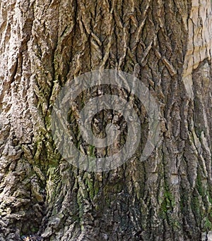 Wood of an oak tree