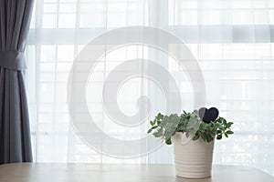 Wood office table with Group of garden tree on pot.