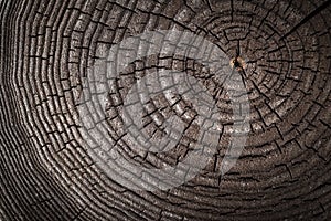 Wood old ash texture of cut tree trunk, close-up. Macro shot. As