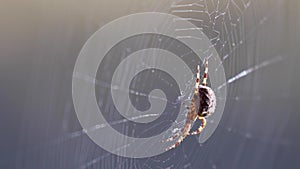 Wood orb web spider on its web during a sunny day within a pineforest during autumn.