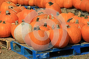 Wood pallets with many large pumpkins arranged on top