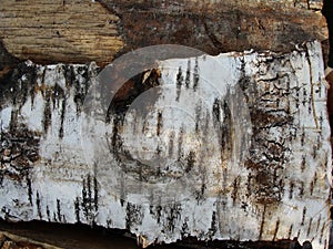 Birch tree bark texture - detail. Dry branch on the birch bark and old wooden background. Rural background - dry birch wood