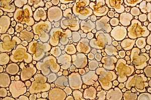 Wood panel from sections of trunk of juniper tree