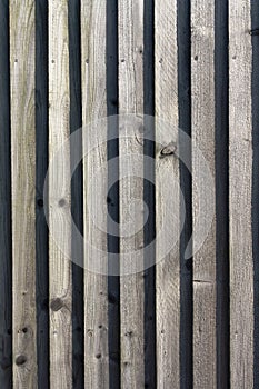 Wood panelled garden fence grunge background