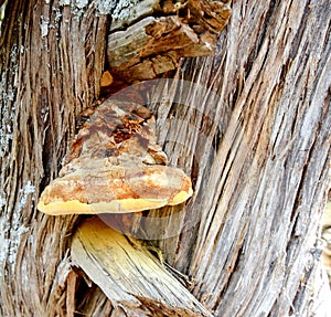 Wood parasit grow on th tree photo