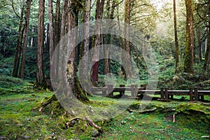 A wood path in Alishan National Scenic Area