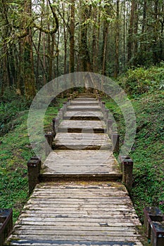 A wood path in Alishan National Scenic Area