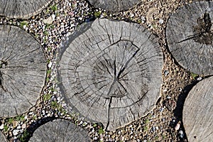 Wood path - ends of a tree trunk. Texture