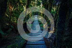 Wood path through fern forest  in matheson lake new zealand