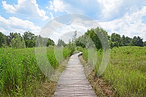 Wood path in nature park Het Beekbergse Woud.