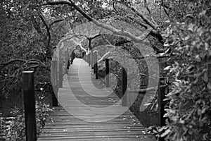 Wood path to deep forest bush