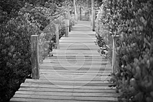 Wood path to deep forest bush