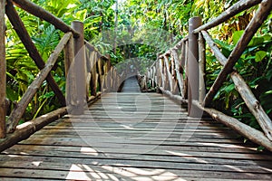 Wood path through tropical forest