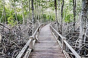 Wood path way among the Mangrove forest
