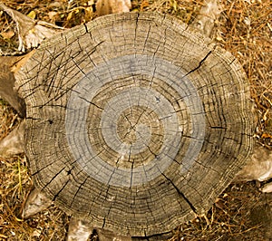 Wood pattern from natural tree