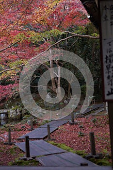 Wood pavements in traditional Japanese garden in Autumn photo