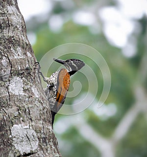 Wood pecker crafting the wood