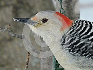 Wood Pecker,Red-Bellied, Looking outwards-Close Up