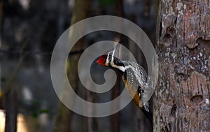 Wood pecker photo