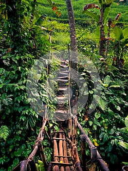 Wood pedestrian bridge in Tegallalang Rice Terrace