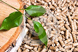 Wood pellets, birch and twig with leaves. Biomass Pellets- cheap energy. The concept of biofuel production