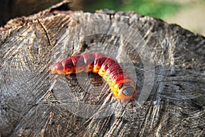 Wood pest caterpillar II