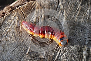 Wood pest caterpillar III