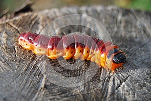 Wood pest caterpillar IV