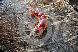 Wood pest caterpillar