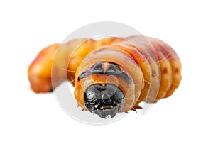 Wood pest caterpillar portrait