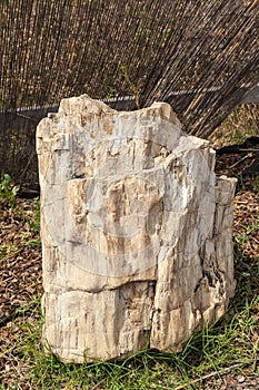 Wood Petrification Araucarioxylon Arizonicum.
