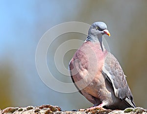 Wood pigeon