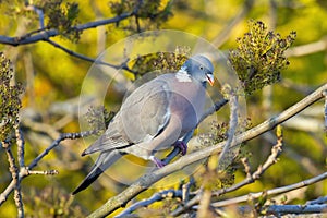 Wood pigeon