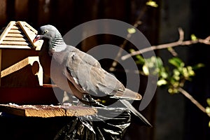 A wood pigeon on a bird feeder stand