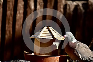 A wood pigeon on a bird feeder stand