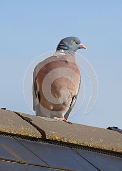 wood pigeon birds pets pests animals pigeons roof british rooftop nest roost single