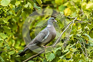 A wood pigeon collects material for a nest in rural Leicestershire  UK