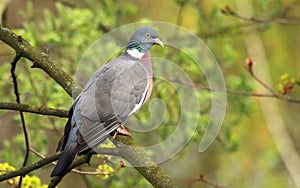 Wood pigeon Columba palumbus